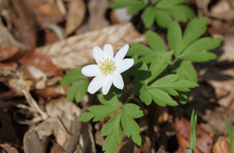 Busch-Windröschen (Anemone nemorosa) - © Philipp Sengl